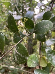 Parsonsia heterophylla