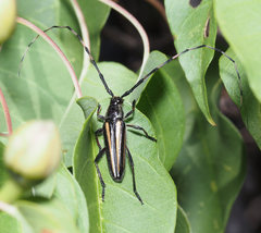 Sphaenothecus bilineatus