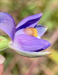 Thelymitra peniculata