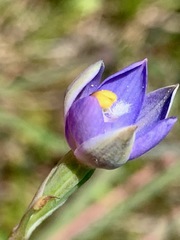Thelymitra peniculata