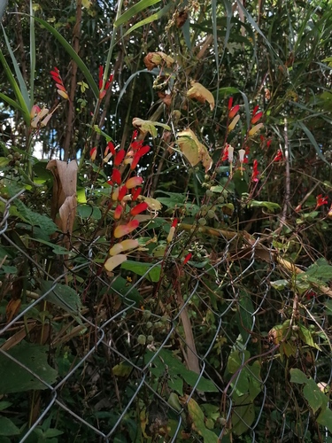 Ipomoea lobata