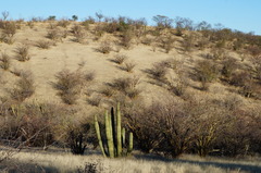 Fouquieria macdougalii