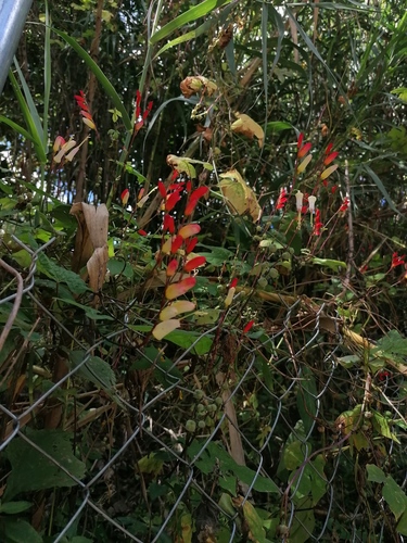 Ipomoea lobata
