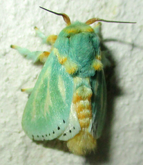 Coenobasis albiramosa
