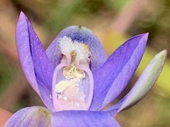 Thelymitra peniculata