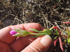Lampranthus tenuifolius