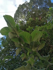 Curatella americana