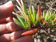 Lampranthus tenuifolius