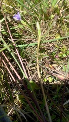 Thelymitra peniculata