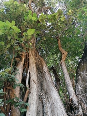 Curatella americana