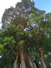 Curatella americana