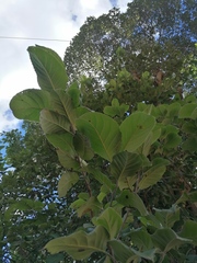 Curatella americana