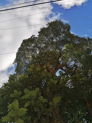 Curatella americana