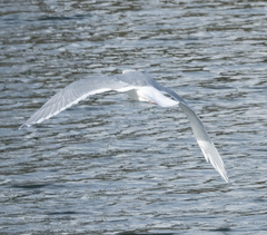 Larus glaucoides
