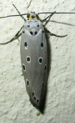 Ethmia circumdatella