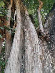 Curatella americana