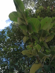 Curatella americana