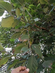 Curatella americana