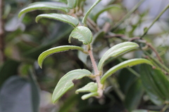 Ilex dasyphylla