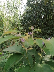 Solanum rudepannum
