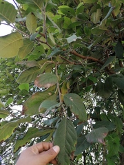 Curatella americana