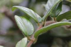 Ilex dasyphylla
