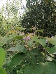 Solanum rudepannum