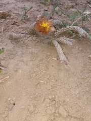 Pterocactus tuberosus