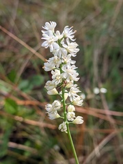 Tofieldia glabra