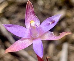 Thelymitra pallidifructus