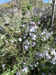 Prostanthera arapilensis