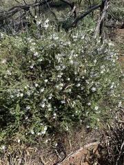 Prostanthera arapilensis