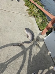 Notorynchus cepedianus