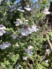 Prostanthera arapilensis