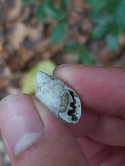 Ellobiidae