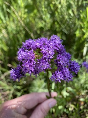 Pseudoselago verbenacea