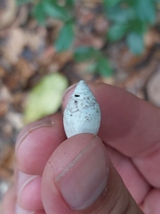 Ellobiidae