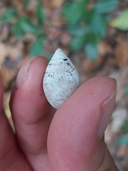 Ellobiidae
