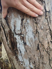 Opegrapha intertexta