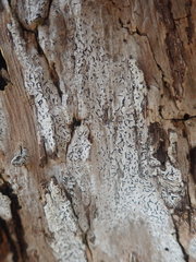 Opegrapha intertexta