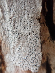 Opegrapha intertexta