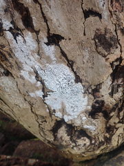 Opegrapha intertexta