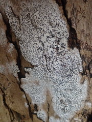 Opegrapha intertexta