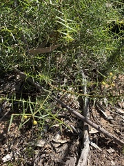 Acacia rupicola