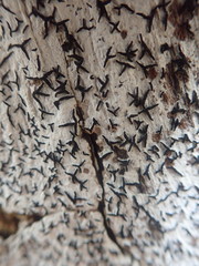 Opegrapha intertexta