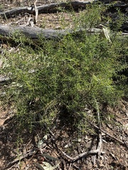 Acacia rupicola