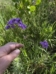 Pseudoselago verbenacea