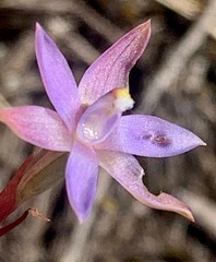 Thelymitra pallidifructus
