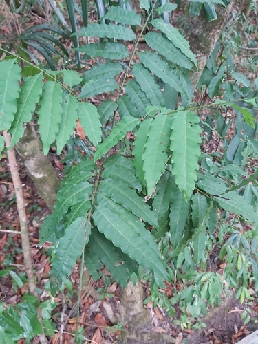 Narrow-leaved Tuckeroo (Cupaniopsis foveolata)