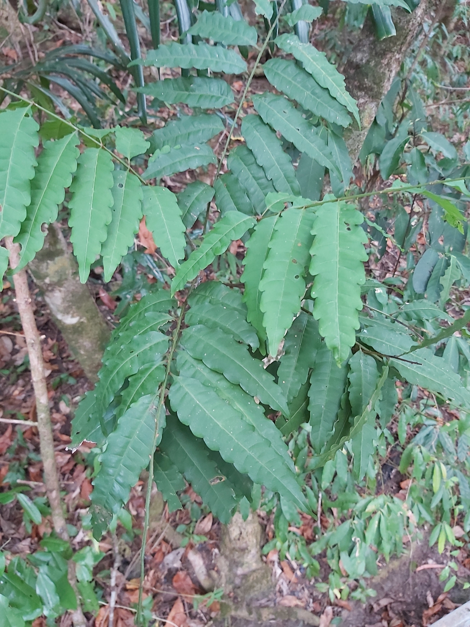 Narrow-Leaved Tuckeroo (Cupaniopsis foveolata)